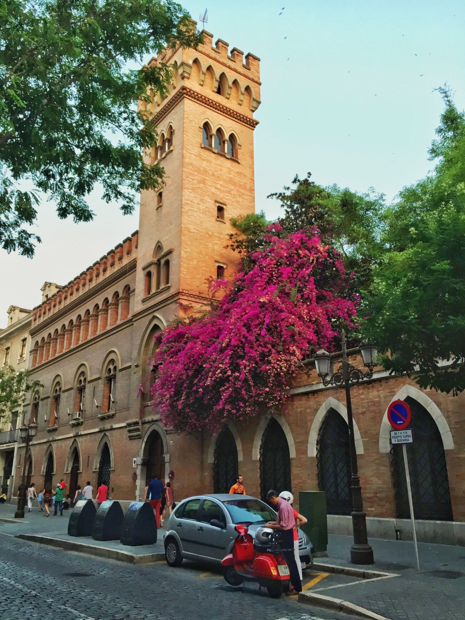 Pinke Blumen in Sevilla