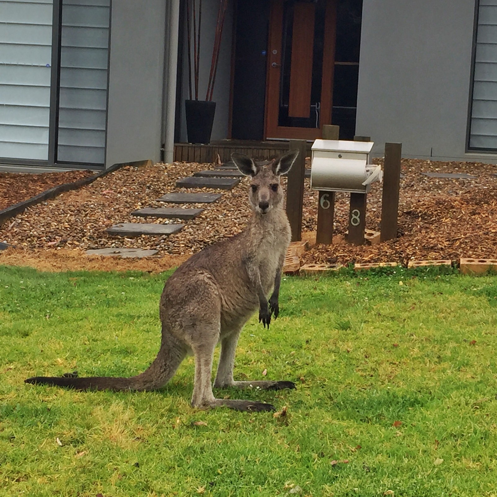 Känguru im Vorgarten, Australien