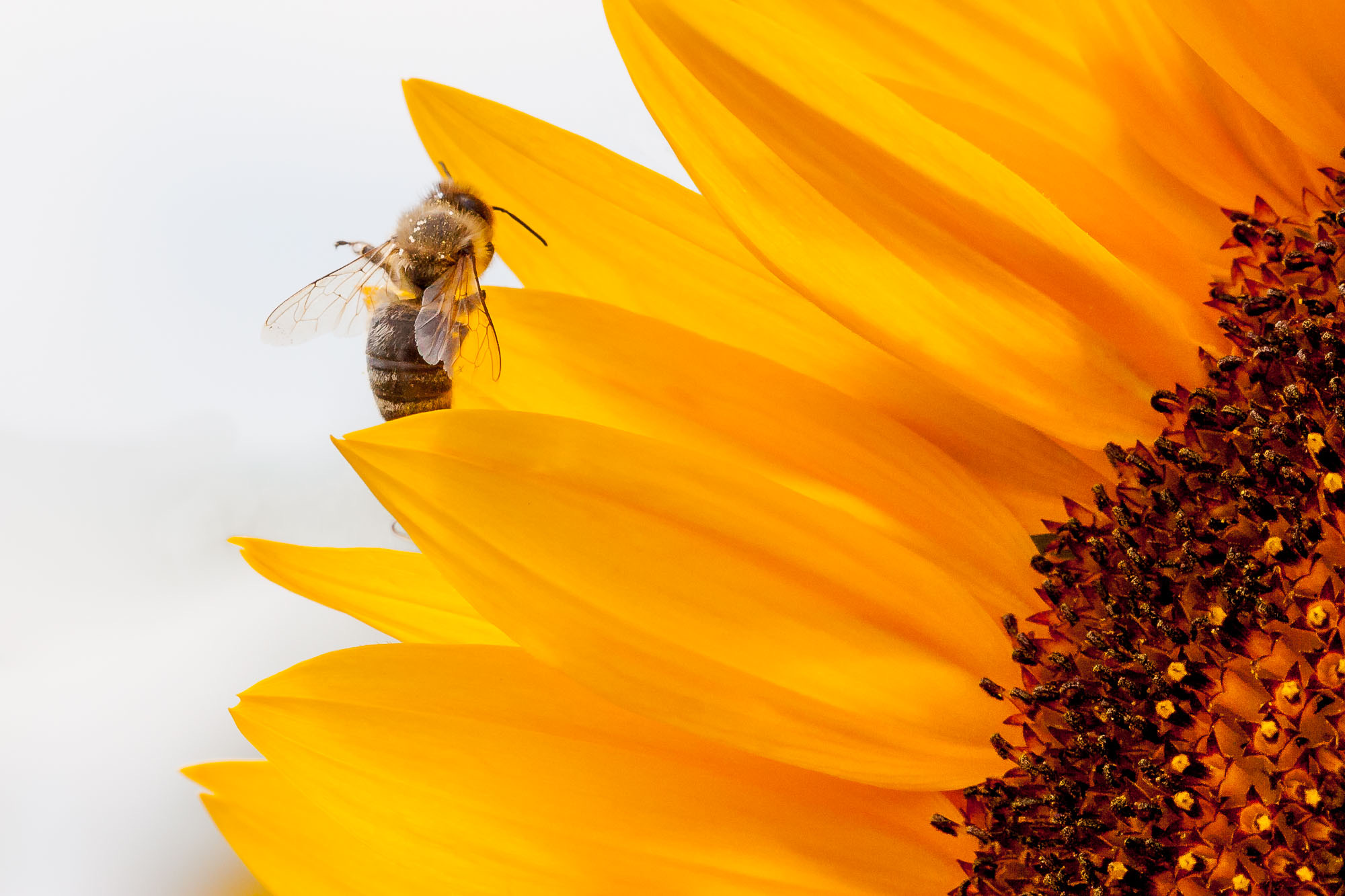Atemtechniken: Bienenatmung - Eine Biene sitzt auf einem Sonnenblumenblatt